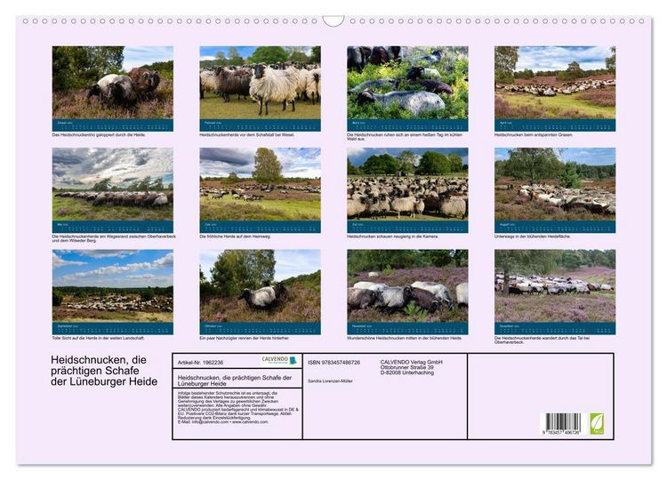 Produktbild: Heidschnucken, die pr&auml;chtigen Schafe der L&uuml;neburger Heide (Wandkalender 2026 DIN A2 quer), CALVENDO Monatskalender