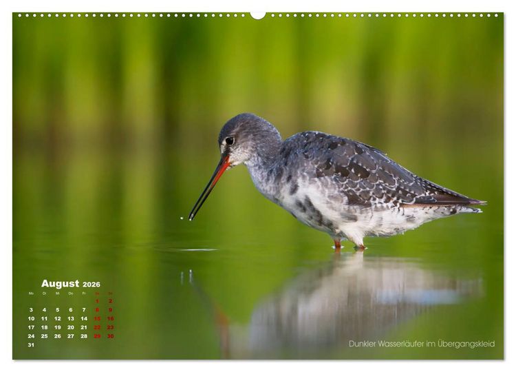 Produktbild: Wattv&ouml;gel an der Friesischen IJsselmeerk&uuml;ste (Wandkalender 2026 DIN A2 quer), CALVENDO Monatskalender