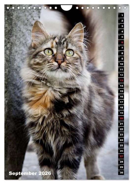 Produktbild: Istanbuls Katzen (Wandkalender 2026 DIN A4 hoch), CALVENDO Monatskalender