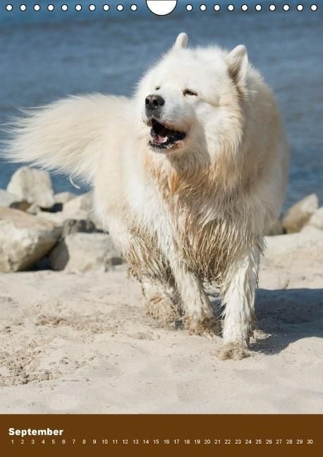 Produktbild: Hundekalender - Nordische Sch&ouml;nheiten (Wandkalender immerw&auml;hrend DIN A4 hoch)