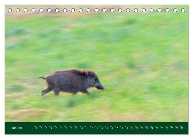 Produktbild: Wild Boars (Desk Calendar 2027 DIN A5 landscape), CALVENDO 12 Month DeskCalendar