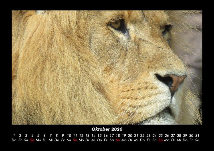 Produktbild: Tierkalender 2026 Fotokalender DIN A3