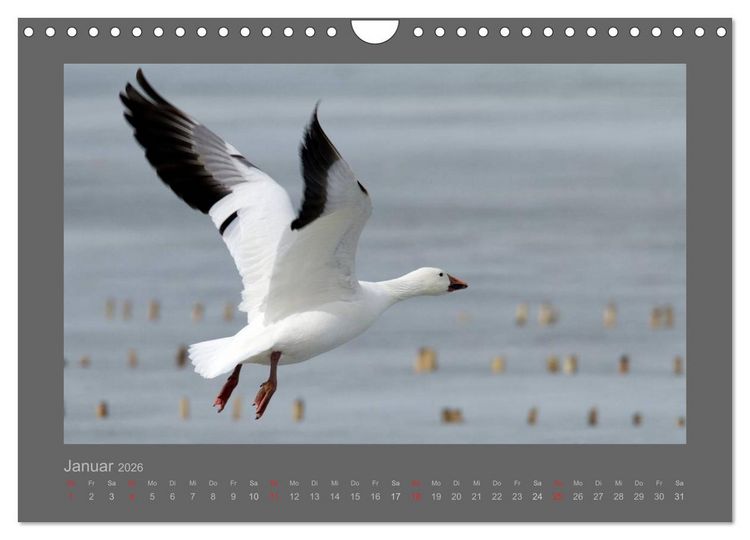 Produktbild: V&Ouml;GEL (Wandkalender 2026 DIN A4 quer), CALVENDO Monatskalender
