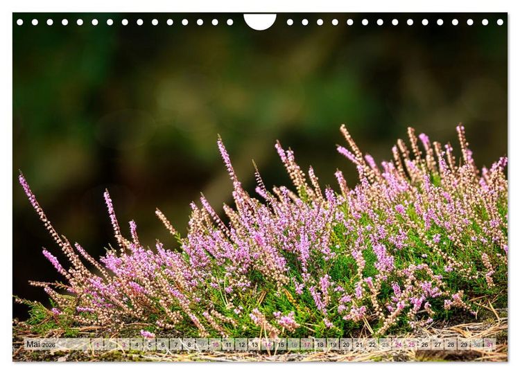 Produktbild: L&uuml;neburger S&uuml;dheide (Wandkalender 2026 DIN A4 quer), CALVENDO Monatskalender