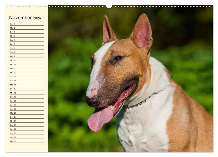 Produktbild: Bullterrier (hochwertiger Premium Wandkalender 2026 DIN A2 quer), Kunstdruck in Hochglanz