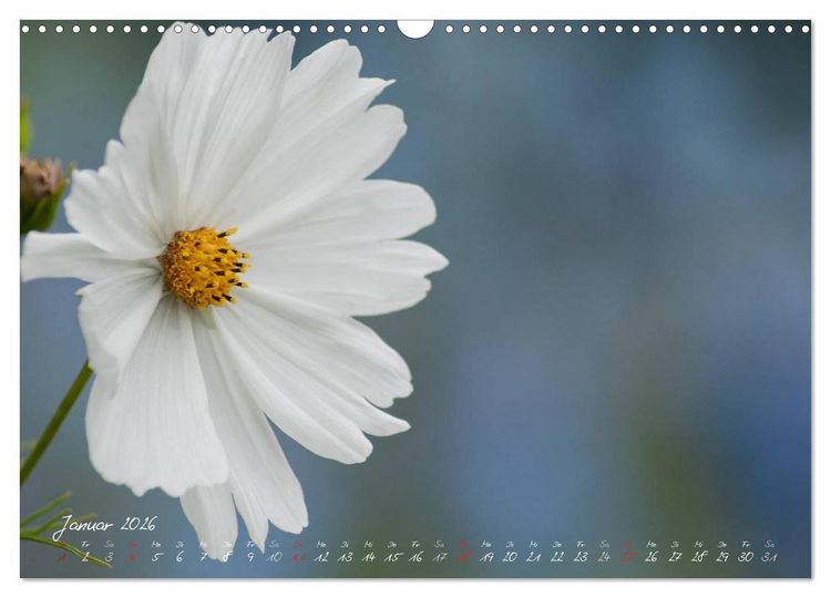 Produktbild: Bl&uuml;tenzauber in meinem Garten (Wandkalender 2026 DIN A3 quer), CALVENDO Monatskalender