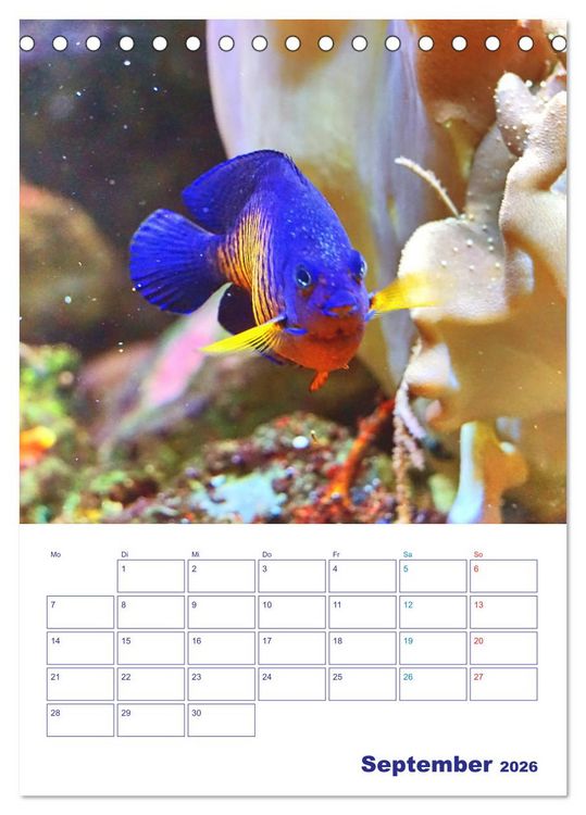 Produktbild: Bunte Meereswelten (Tischkalender 2026 DIN A5 hoch), CALVENDO Monatskalender