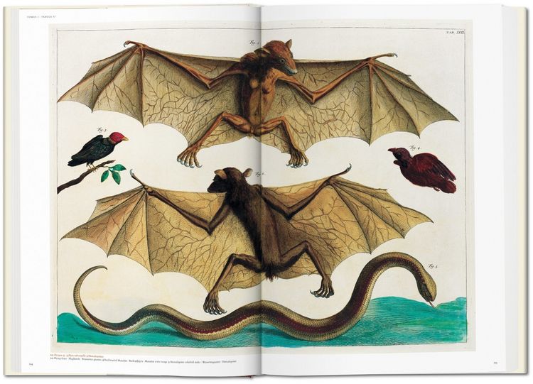 Produktbild: Albertus Seba. Cabinet of Natural Curiosities