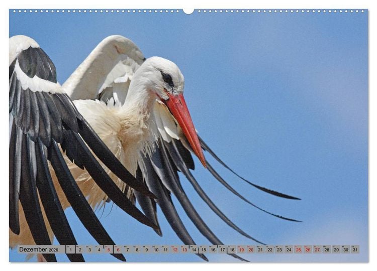 Produktbild: Zu Gast bei Familie Storch (Wandkalender 2026 DIN A2 quer), CALVENDO Monatskalender