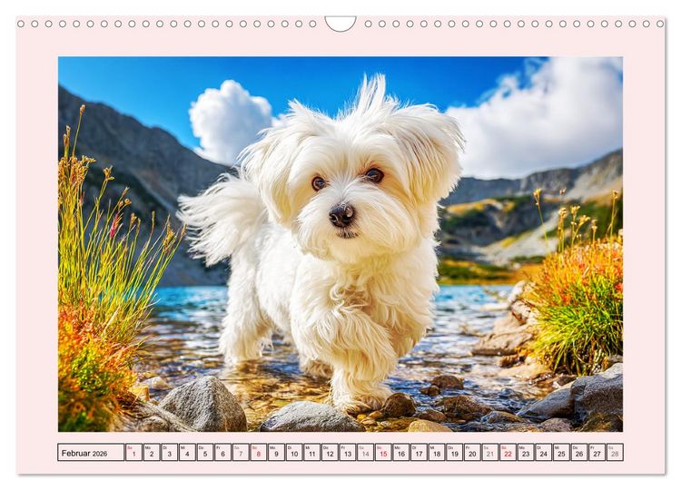 Produktbild: Bezaubernde Malteser. Fr&ouml;hliche Zuckerschnuten f&uuml;r Herz und Seele (Wandkalender 2026 DIN A3 quer), CALVENDO Monatskalender