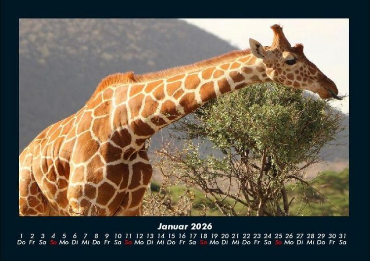 Produktbild: Giraffen 2026 Fotokalender DIN A4