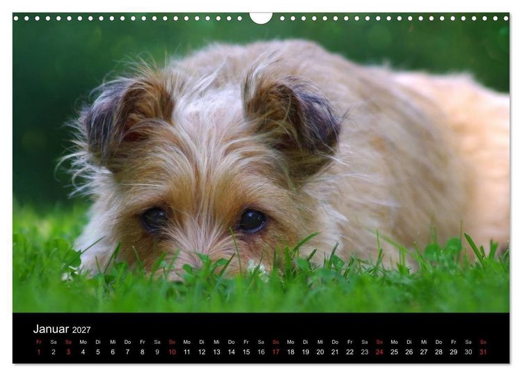 Produktbild: Katzen & Hunde (Wandkalender 2027 DIN A3 quer), CALVENDO Monatskalender