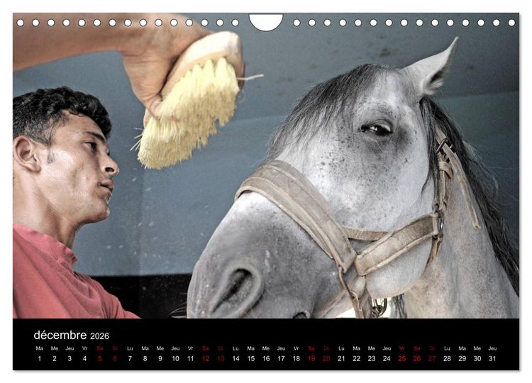 Produktbild: Les chevaux du Maroc (Calendrier mural 2026 DIN A4 vertical), CALVENDO calendrier mensuel