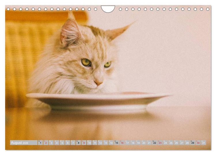 Produktbild: Katzen Pers&ouml;nlichkeiten 2026 (Wandkalender 2026 DIN A4 quer), CALVENDO Monatskalender