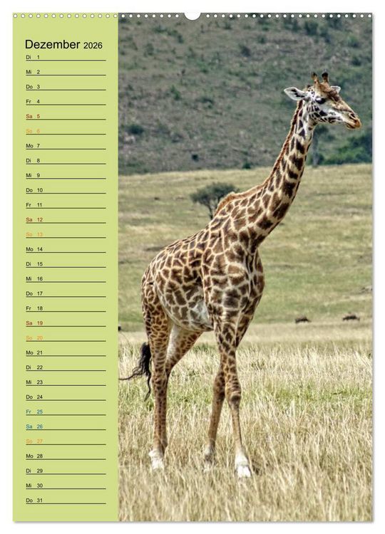 Produktbild: Giraffen. Voller Stolz und Grazie (Wandkalender 2026 DIN A2 hoch), CALVENDO Monatskalender