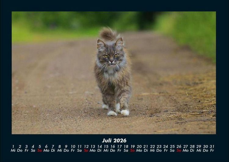 Produktbild: F&uuml;r Katzenfreunde 2026 Fotokalender DIN A4