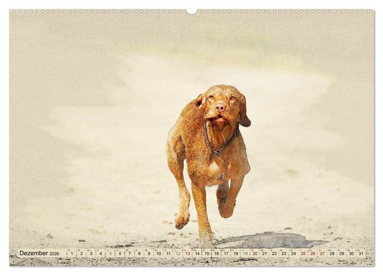 Produktbild: Magyar Vizsla 2026 (hochwertiger Premium Wandkalender 2026 DIN A2 quer), Kunstdruck in Hochglanz