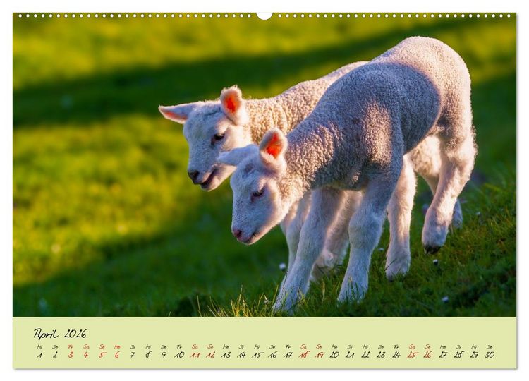 Produktbild: Brut- und Setzzeit. Neues Leben entsteht. (hochwertiger Premium Wandkalender 2026 DIN A2 quer), Kunstdruck in Hochglanz