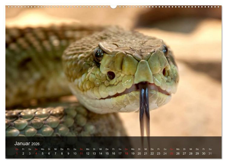 Produktbild: Giftschlangen (hochwertiger Premium Wandkalender 2026 DIN A2 quer), Kunstdruck in Hochglanz