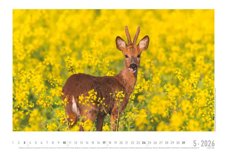 Geheimnisvolles Waldleben 2026 - Bildkalender 49,5x33 cm - Tiere und Pflanzen in unseren heimischen Wäldern - Wandkalender - Wandplaner - Tierkalender