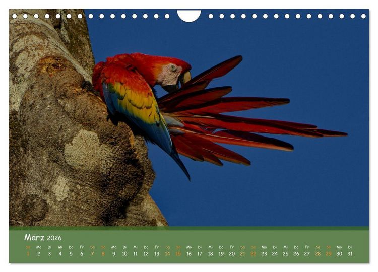 Produktbild: Hellrote Aras (Wandkalender 2026 DIN A4 quer), CALVENDO Monatskalender