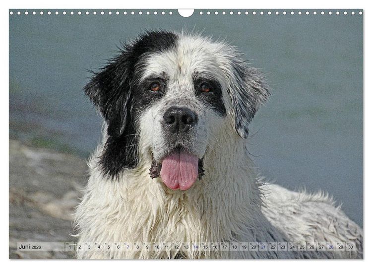 Produktbild: Landseer - Das Wasser ist ihr Element (Wandkalender 2026 DIN A3 quer), CALVENDO Monatskalender