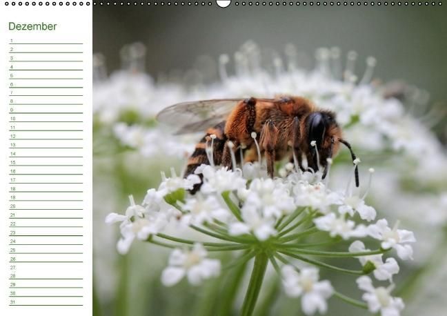Produktbild: Bienen - Emsige Helfer (Wandkalender immerw&auml;hrend DIN A2 quer)