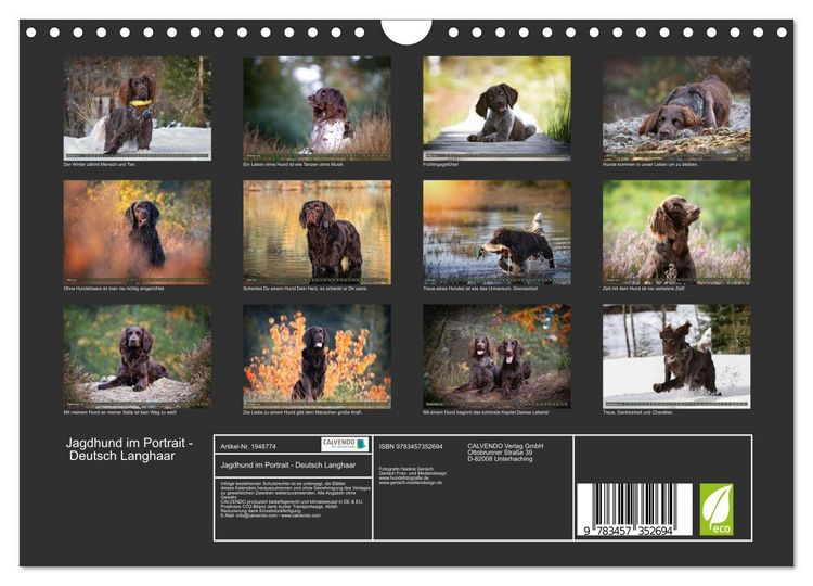 Produktbild: Jagdhund im Portrait - Deutsch Langhaar (Wandkalender 2026 DIN A4 quer), CALVENDO Monatskalender