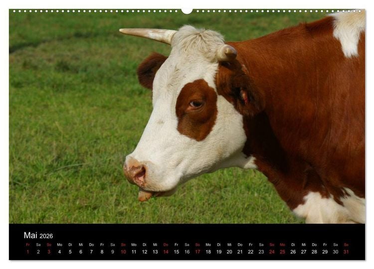 Produktbild: Die Welt der K&uuml;he (hochwertiger Premium Wandkalender 2026 DIN A2 quer), Kunstdruck in Hochglanz