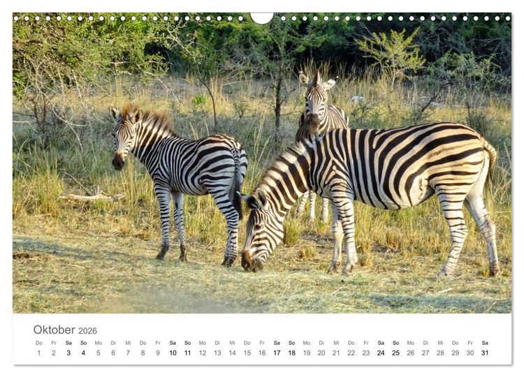 Produktbild: Afrika - Tiere im Kr&uuml;ger Nationalpark (Wandkalender 2026 DIN A3 quer), CALVENDO Monatskalender