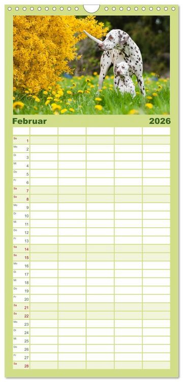Produktbild: Familienplaner 2026 - Dalmatiner mit 5 Spalten (Wandkalender, 21 x 45 cm) CALVENDO