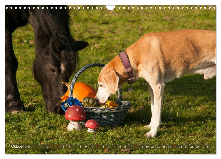 Produktbild: Pferd und Hund - Vierbeinige Freunde (Wandkalender 2026 DIN A3 quer), CALVENDO Monatskalender