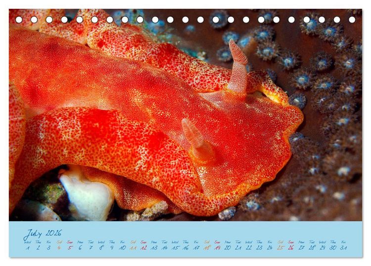 Produktbild: Sea Slugs - Little Wonders - Pure Beauties (Desk Calendar 2026 DIN A5 landscape), CALVENDO 12 Month DeskCalendar