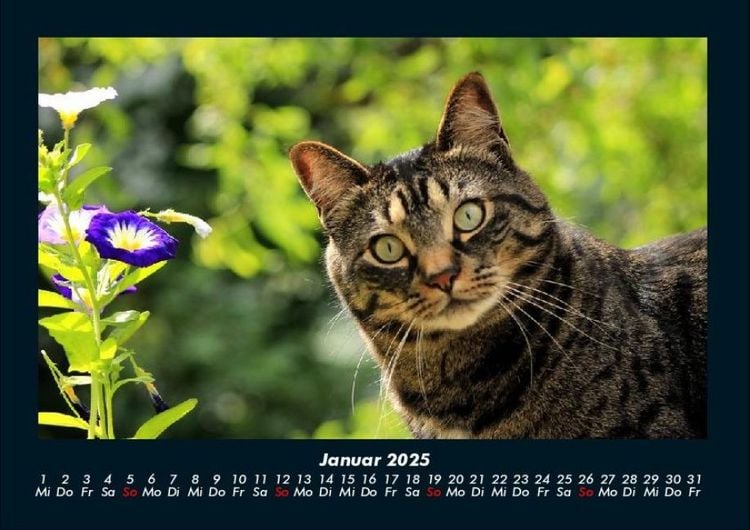 Produktbild: F&uuml;r Katzenfreunde 2025 Fotokalender DIN A4