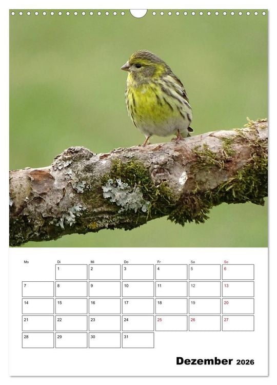 Produktbild: Amsel, Drossel, Fink und Star - beobachtet (Wandkalender 2026 DIN A3 hoch), CALVENDO Monatskalender
