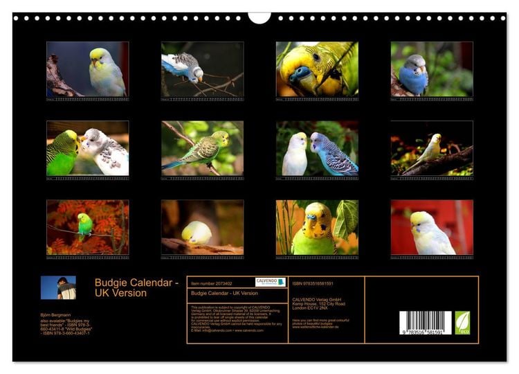 Produktbild: Budgie Calendar - UK Version (Wall Calendar 2026 DIN A3 landscape), CALVENDO 12 Month Wall Calendar
