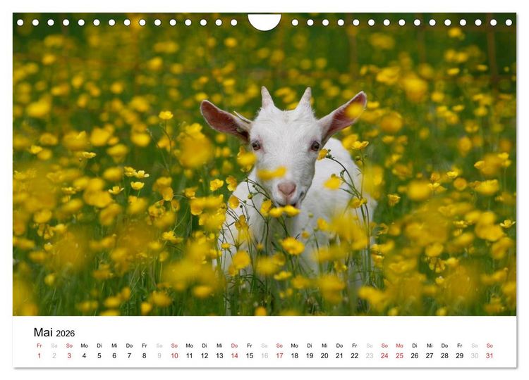 Produktbild: Bunte Welt des Bauernhofs (Wandkalender 2026 DIN A4 quer), CALVENDO Monatskalender