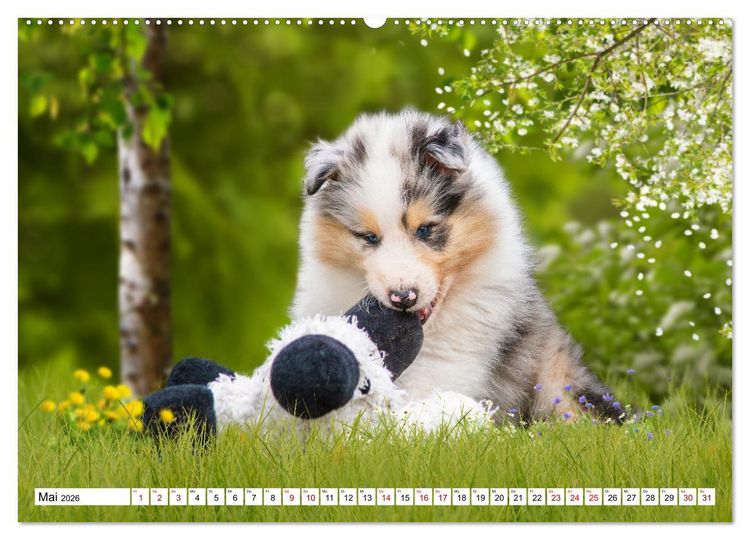 Produktbild: Collies - Eine Liebe f&uuml;r immer und ewig (hochwertiger Premium Wandkalender 2026 DIN A2 quer), Kunstdruck in Hochglanz