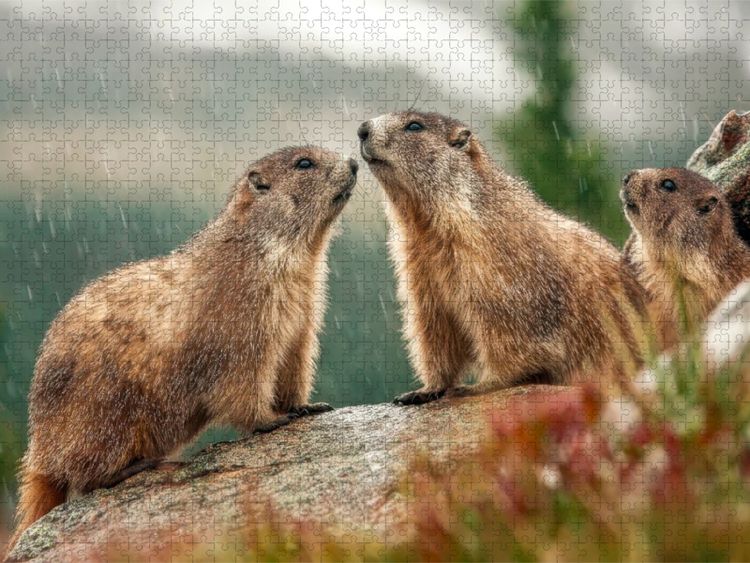 Produktbild: CALVENDO Puzzle Oh wie sch&ouml;n - eine Regendusche | 1000 Teile Lege-Gr&ouml;&szlig;e 64x48cm Foto-Puzzle f&uuml;r gl&uuml;ckliche Stunden