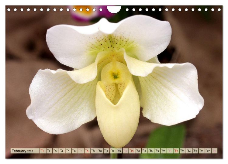 Produktbild: Orchid - A Flower Wonder (Wall Calendar 2026 DIN A4 landscape), CALVENDO 12 Month Wall Calendar