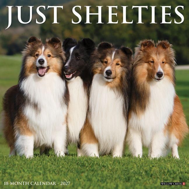 Produktbild: Shelties 2027 12 X 12 Wall Calendar