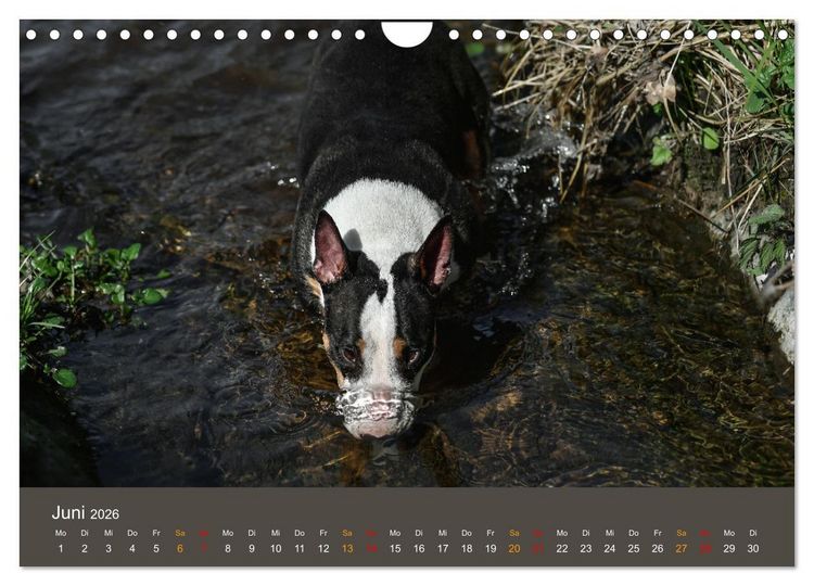 Produktbild: Bullterrier, liebenswerte Sturk&ouml;pfe (Wandkalender 2026 DIN A4 quer), CALVENDO Monatskalender