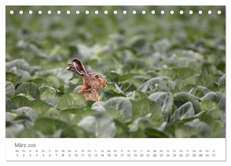 Produktbild: Feldhasen - dem Langohr auf der Spur (Tischkalender 2026 DIN A5 quer), CALVENDO Monatskalender