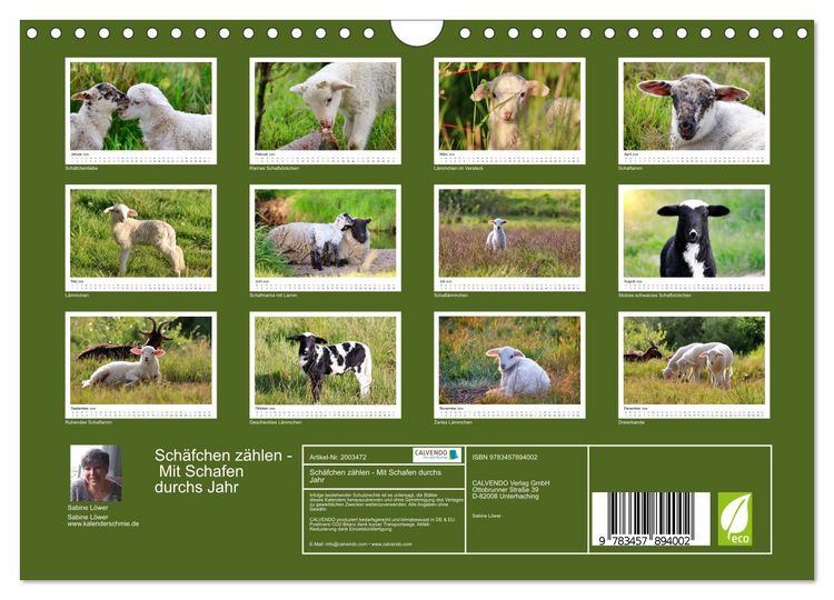 Produktbild: Sch&auml;fchen z&auml;hlen - Mit Schafen durchs Jahr (Wandkalender 2026 DIN A4 quer), CALVENDO Monatskalender