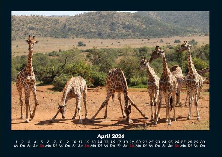 Produktbild: Giraffen 2026 Fotokalender DIN A4