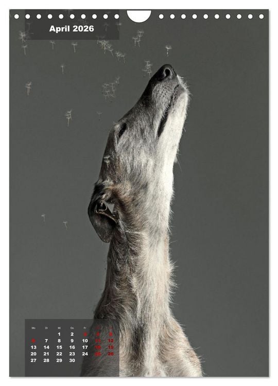Produktbild: UNDERDOG - Windhundportraits (Wandkalender 2026 DIN A4 hoch), CALVENDO Monatskalender