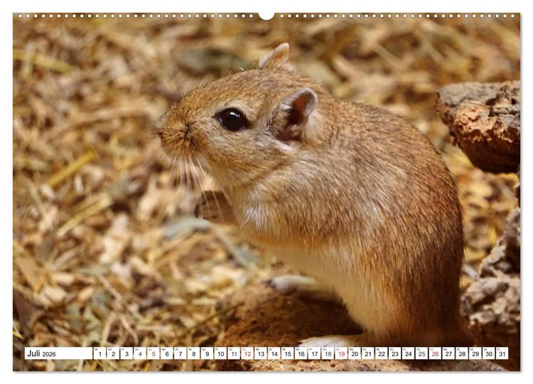 Produktbild: Niedliche Rennm&auml;use (hochwertiger Premium Wandkalender 2026 DIN A2 quer), Kunstdruck in Hochglanz