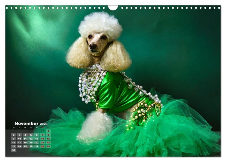 Produktbild: Kleine Hunde - Gro&szlig;e Diven (Wandkalender 2026 DIN A3 quer), CALVENDO Monatskalender