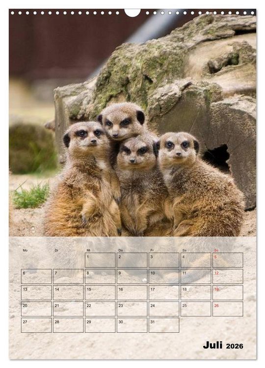 Produktbild: Erdm&auml;nnchen - Afrikas liebenswerte Zwerge (Wandkalender 2026 DIN A3 hoch), CALVENDO Monatskalender