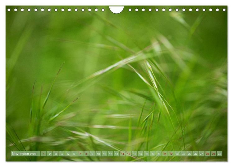 Produktbild: GR&Uuml;N Harmonie Wachstum Zufriedenheit (Wandkalender 2026 DIN A4 quer), CALVENDO Monatskalender